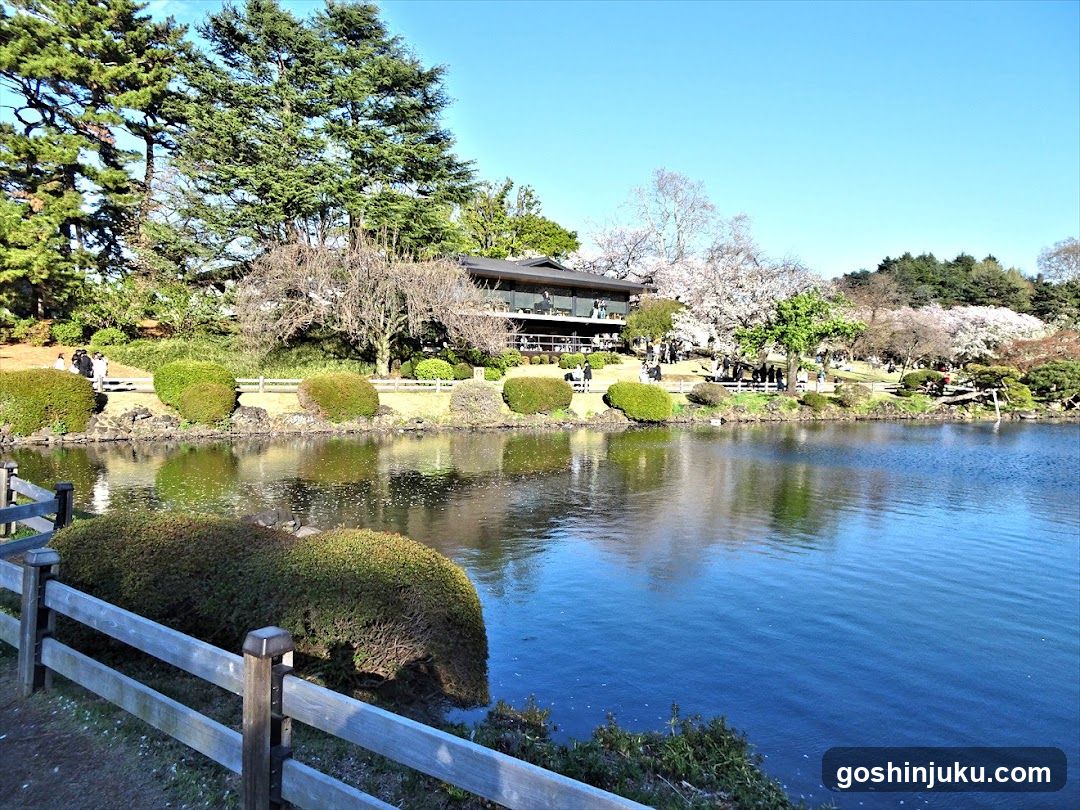Lakeside Garden View with Cherry Blossoms