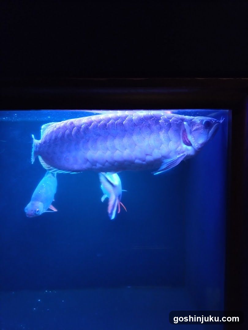 Arowana in aquarium