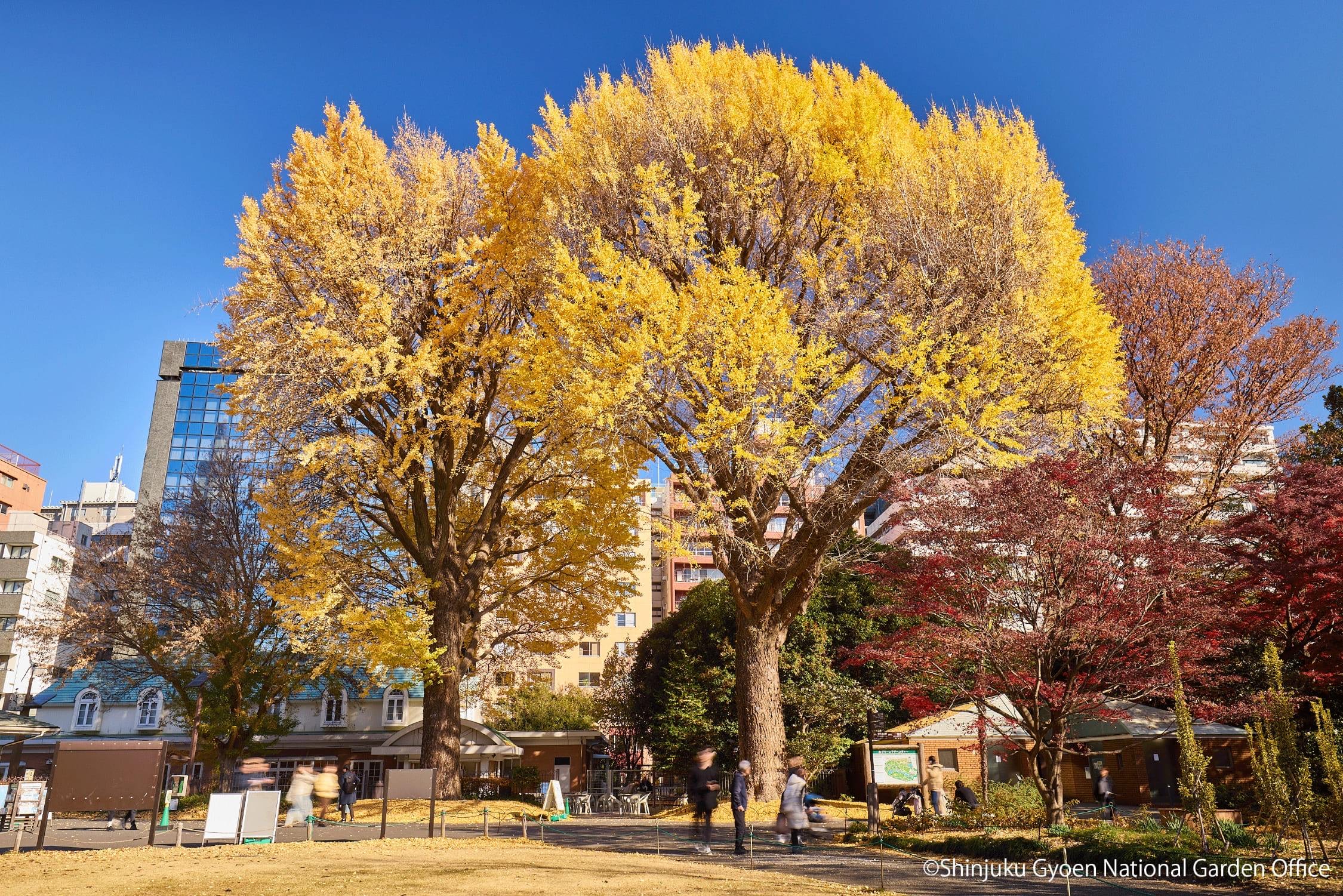 Autumn foliage at Shinjuku Gyoen