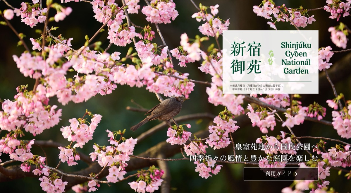 Cherry Blossom Season at Shinjuku Gyoen