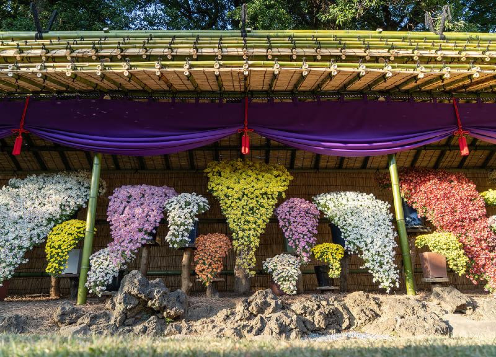 Kengaizukuri chrysanthemum bed at Shinjuku Gyoen