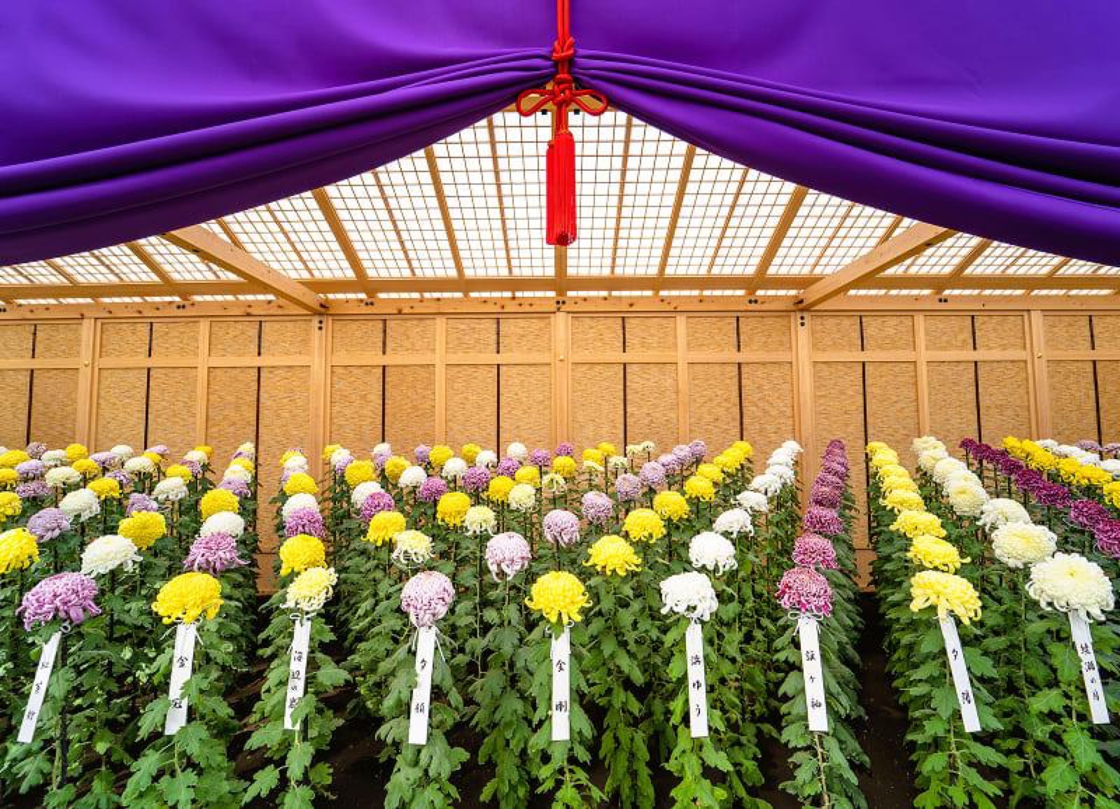 Ogiku chrysanthemum bed at Shinjuku Gyoen