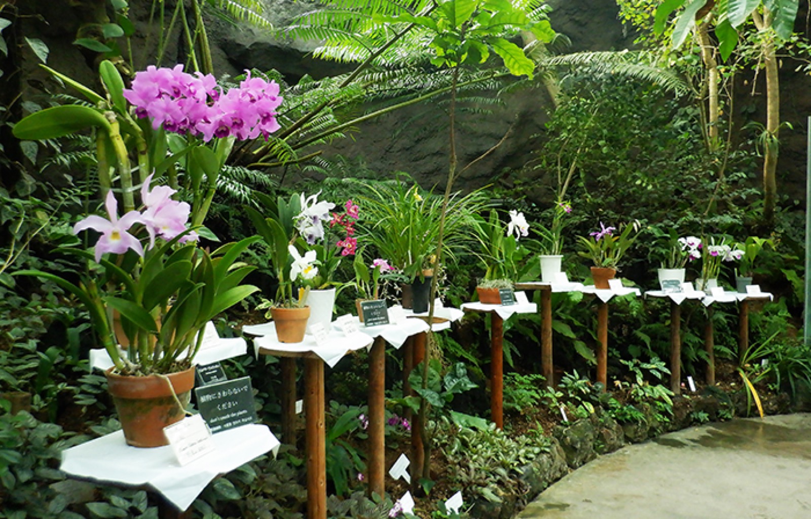 Orchids on stands in the Shinjuku Gyoen greenhouse