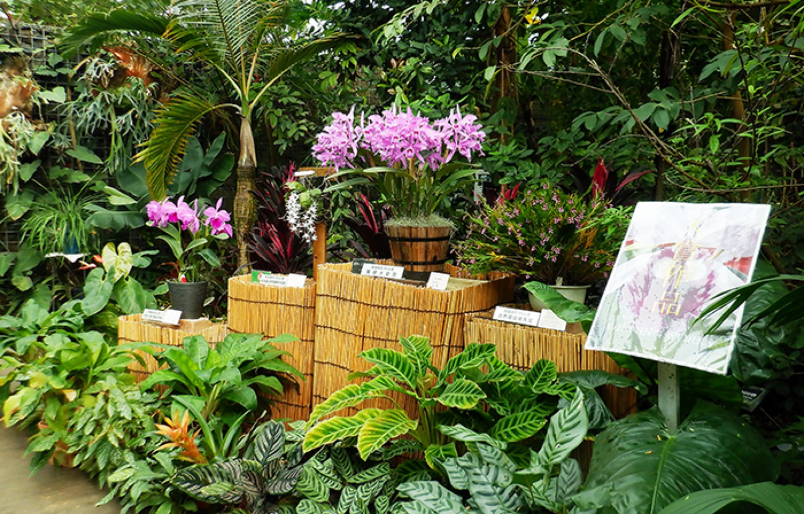 Orchid display tables in Shinjuku Gyoen greenhouse