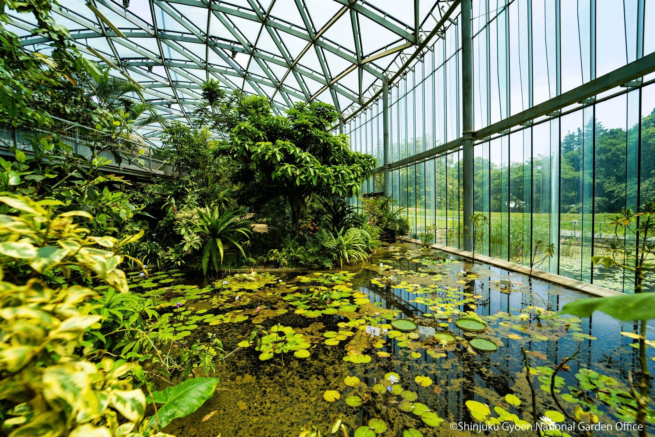 38th Shinjuku Gyoen Orchid Exhibition
