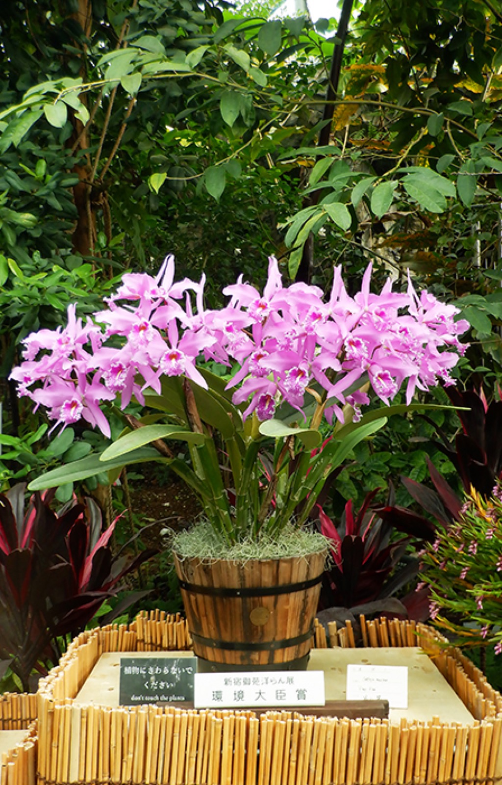 Prize cattleya at the Shinjuku Gyoen orchid exhibition