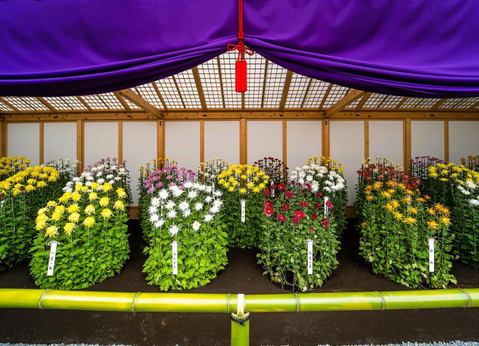 Edo chrysanthemum bed at Shinjuku Gyoen chrysanthemum exhibition