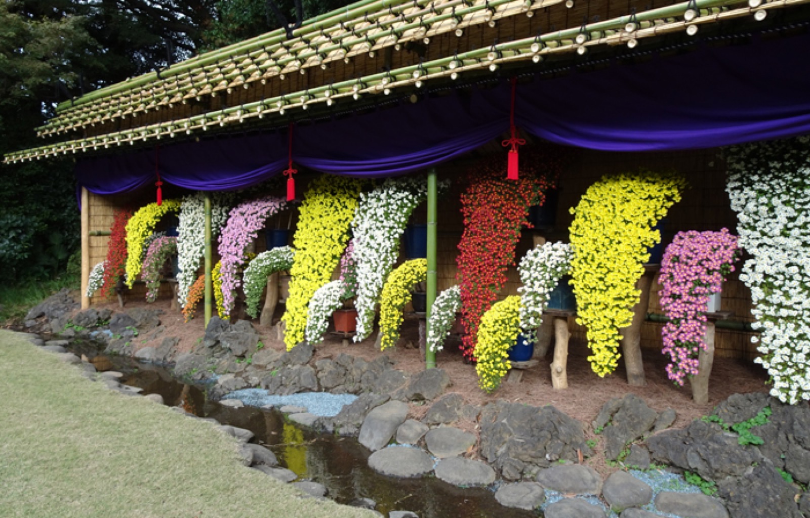 Gyoen is closed Mondays. For two weeks of chrysanthemums, it is not.