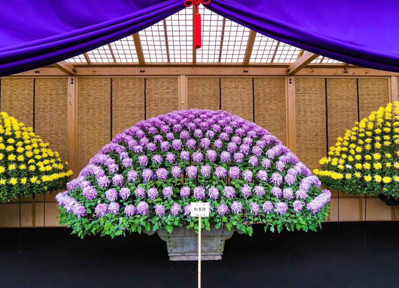 Ozukuri chrysanthemum bed under an uwaya at Shinjuku Gyoen